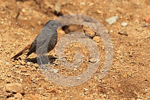 Black redstart