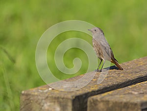 Black Redstart