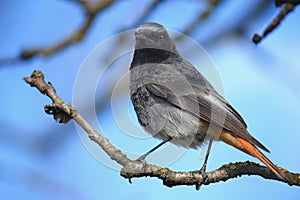 Black redstart