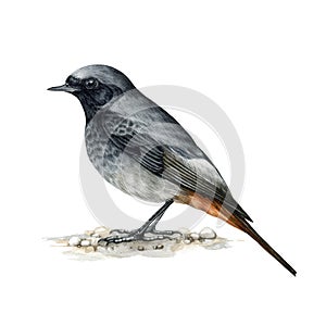 Black redstart bird. Watercolor illustration. Realistic hand drawn phoenicurus ochruros male. Black redstart forest photo