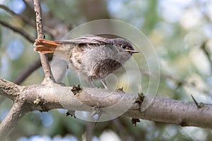 Black redstart chick with raised short orange tail