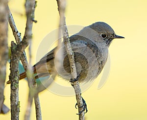 Black Redstart close-up