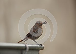 Black redstart on eaves