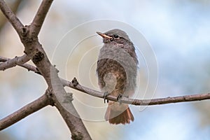 Black redstart fluffy chick with short orange tail