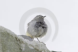 Black redstart male (phoenicurus ochruros) photo