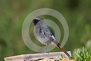 Black Redstart perched on a concrete block