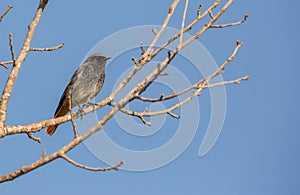 Black Redstart perched on tree