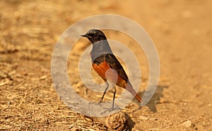 Black redstart, Phoenicurus ochruos, male, Pench National Park, Madhya Pradesh, India