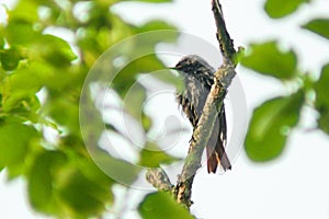 Black redstart Phoenicurus ochruros