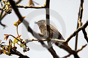 Black redstart Phoenicurus ochruros