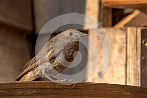 The black redstart Phoenicurus ochruros