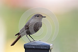 Black Redstart (Phoenicurus ochruros) photo