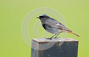 Black Redstart (Phoenicurus ochruros) photo