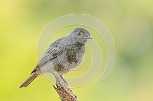 Black Redstart - Phoenicurus ochruros