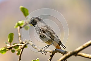 Black redstart (Phoenicurus ochruros)