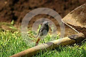 Black redstart (Phoenicurus ochruros) photo