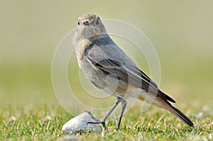 Black redstart phoenicurus ochruros