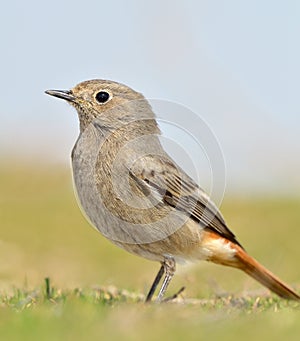 Black redstart phoenicurus ochruros