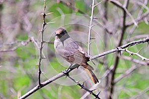 Black Redstart Phoenicurus ochruros