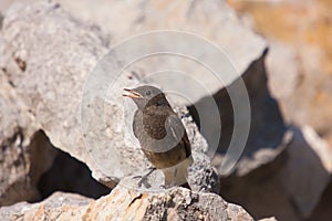 Black redstart (Phoenicurus ochruros)