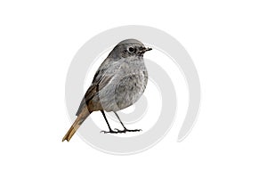 Black redstart, Phoenicurus ochruros