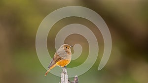 Black redstart or Phoenicurus ochruros beautiful bird closeup or portrait with natural green background in winter season migration