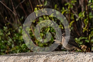 A Black redstart Phoenicurus ochruros . Black redstart siting on a concrete wall against branch tree background