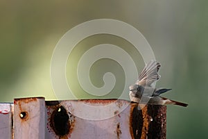 A Black redstart Phoenicurus ochruros . Black redstart siting on a metallic pole