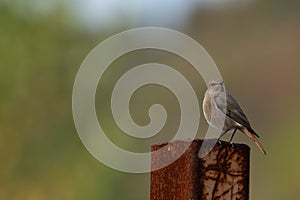 A Black redstart Phoenicurus ochruros . Black redstart siting on a metallic pole looking curious