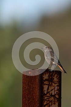 A Black redstart Phoenicurus ochruros . Black redstart siting on a metallic pole looking curious. Vertical shot