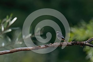 A Black redstart Phoenicurus ochruros . Black redstart siting on a tree branch