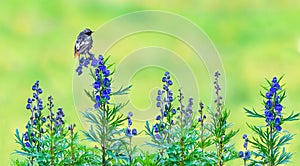 A black redstart ( Phoenicurus Ochruros )on blue monkshood ( Aconitum )