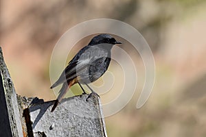 Black Redstart (Phoenicurus ochruros) - male bird