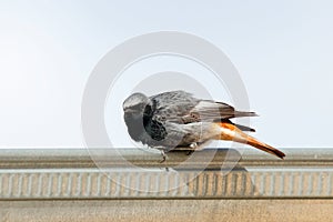 Black redstart phoenicurus ochruros male on downspout