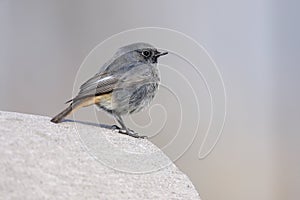 Black redstart, Phoenicurus ochruros photo