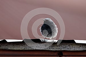 Black redstart phoenicurus ochruros male on roof