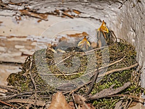 The black redstart or Phoenicurus ochruros nest with two small chicks.