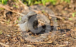 Black redstart, phoenicurus ochruros. Portrait of a male. In search of food