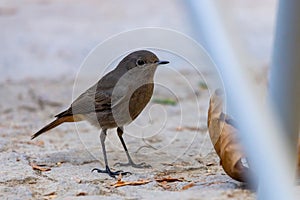 Black redstart, Phoenicurus ochruros, single female