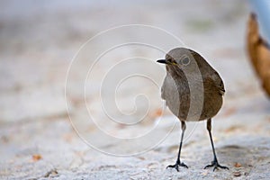 Black redstart, Phoenicurus ochruros, single female photo