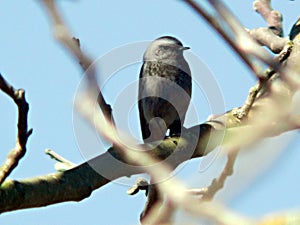 Black redstart Phoenicurus ochruros photo