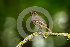 Black Redstart Phoenicurus ochruros small passerine bird in Phoenicurus, Muscicapidae, breeder in south and central Europe and