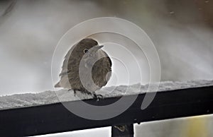 The black redstart Phoenicurus ochruros on the snow-covered parapet