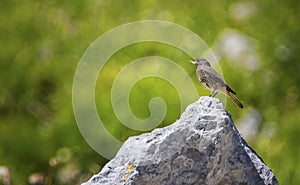 Black Redstart, Phoenicurus ochruros, on a Stone, Alps, France