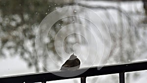 The black redstart Phoenicurus ochruros watches snowflakes fall, abstract natural winter