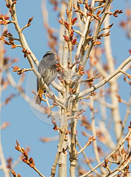 Black Redstart in springtime