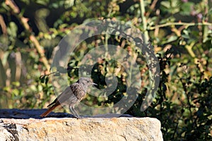 Black redstart upon stone wall in Soto en Cameros  La Rioja  Spain.