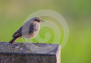 Black Redstart on wooden log