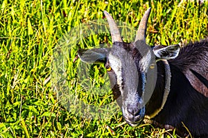 Black relaxed goat on a meadow in Heredia Costa Rica photo
