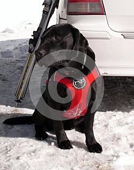 Black rescue dog waiting